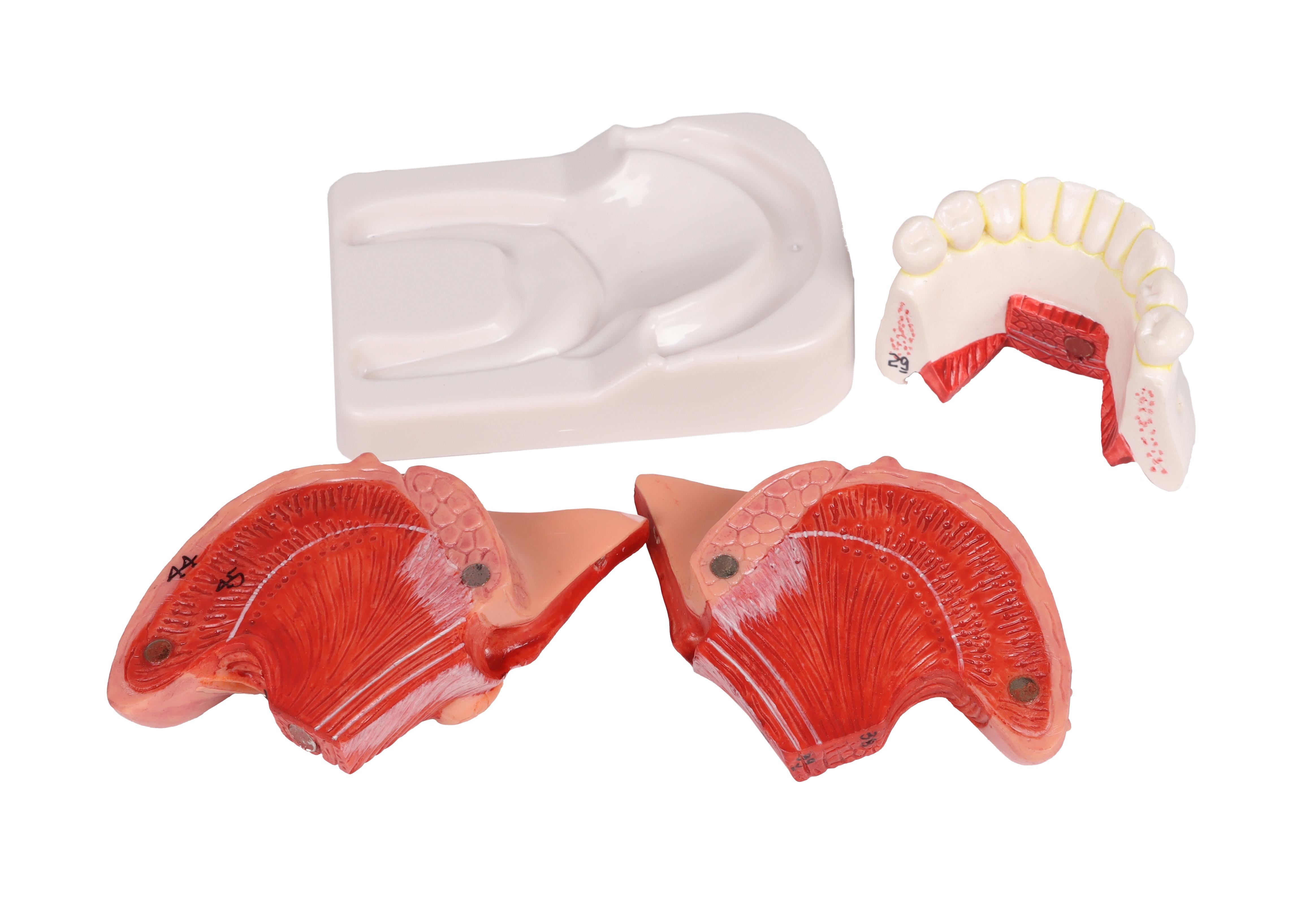 Zungen-und-Zahnmodell-lebensgroß-4-teilig-4