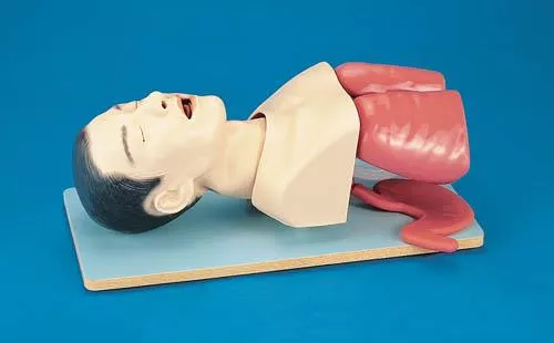 Adult Intubation Trainer
