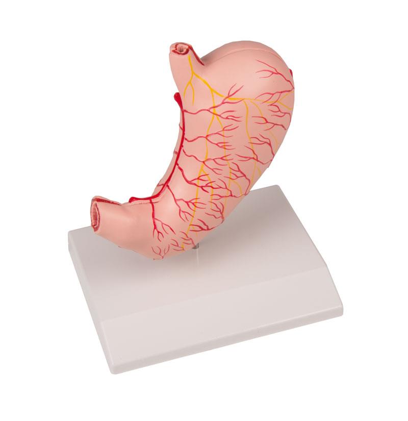 Stomach, life size, 2 parts