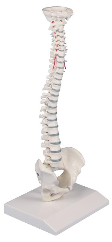 Miniature Spinal Column