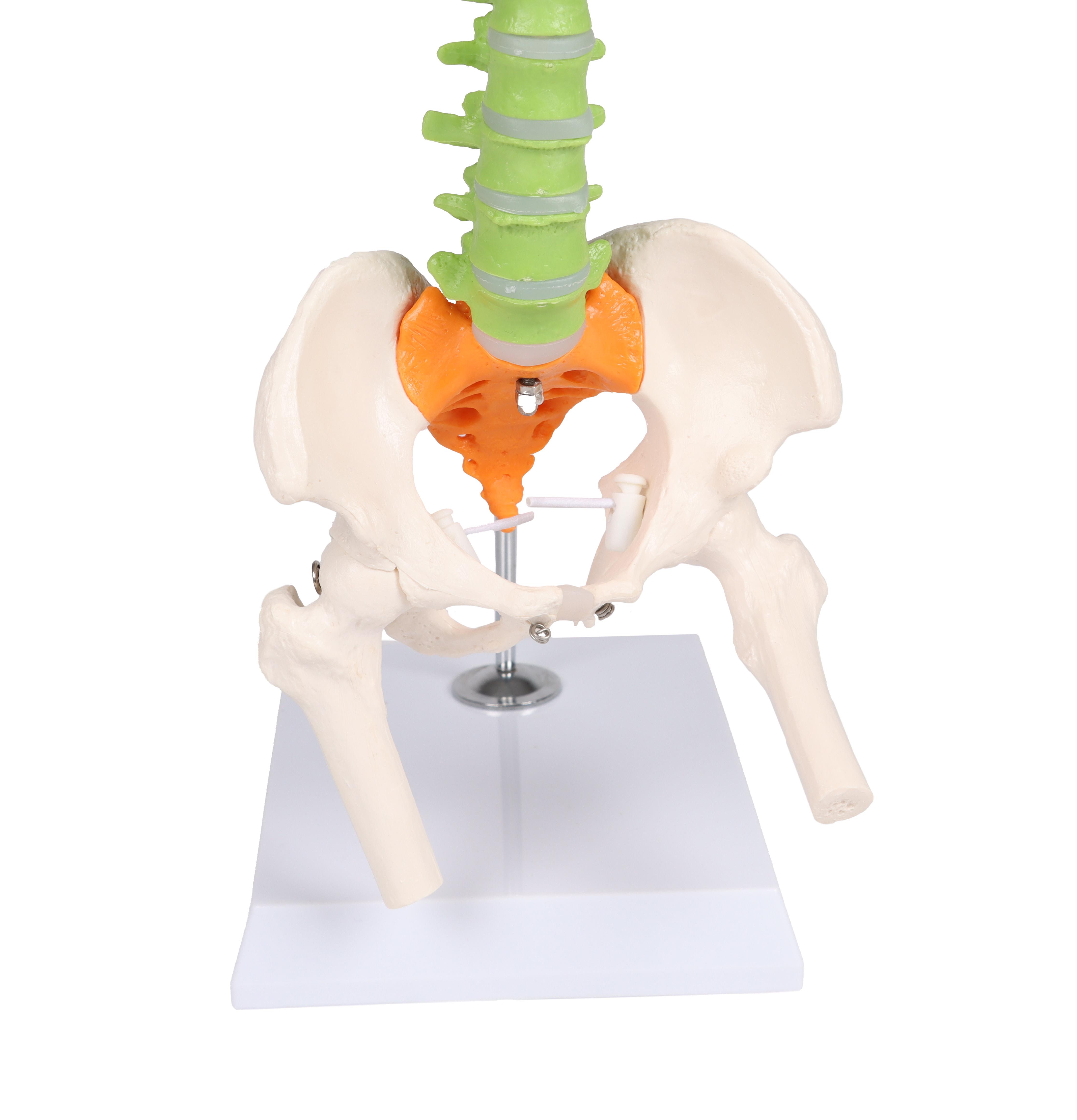Colonne-vertébrale-miniature-flexible-didactique-5