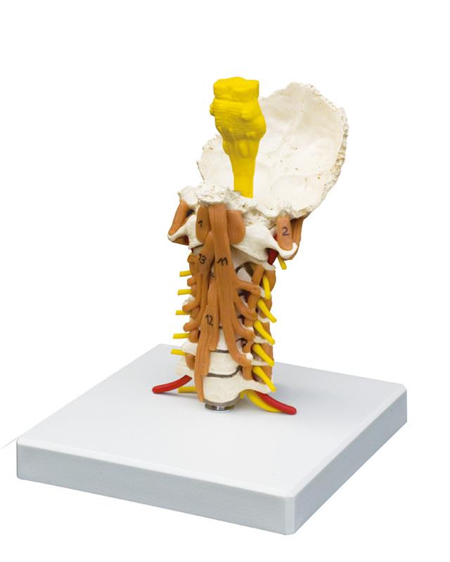 Cervical spine with neck musculature