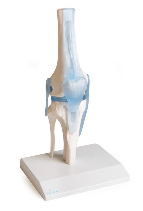 Articulation de genou avec ligaments avec support