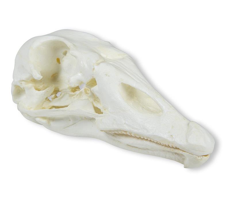 Skull, domestic goose (Anser spec.)