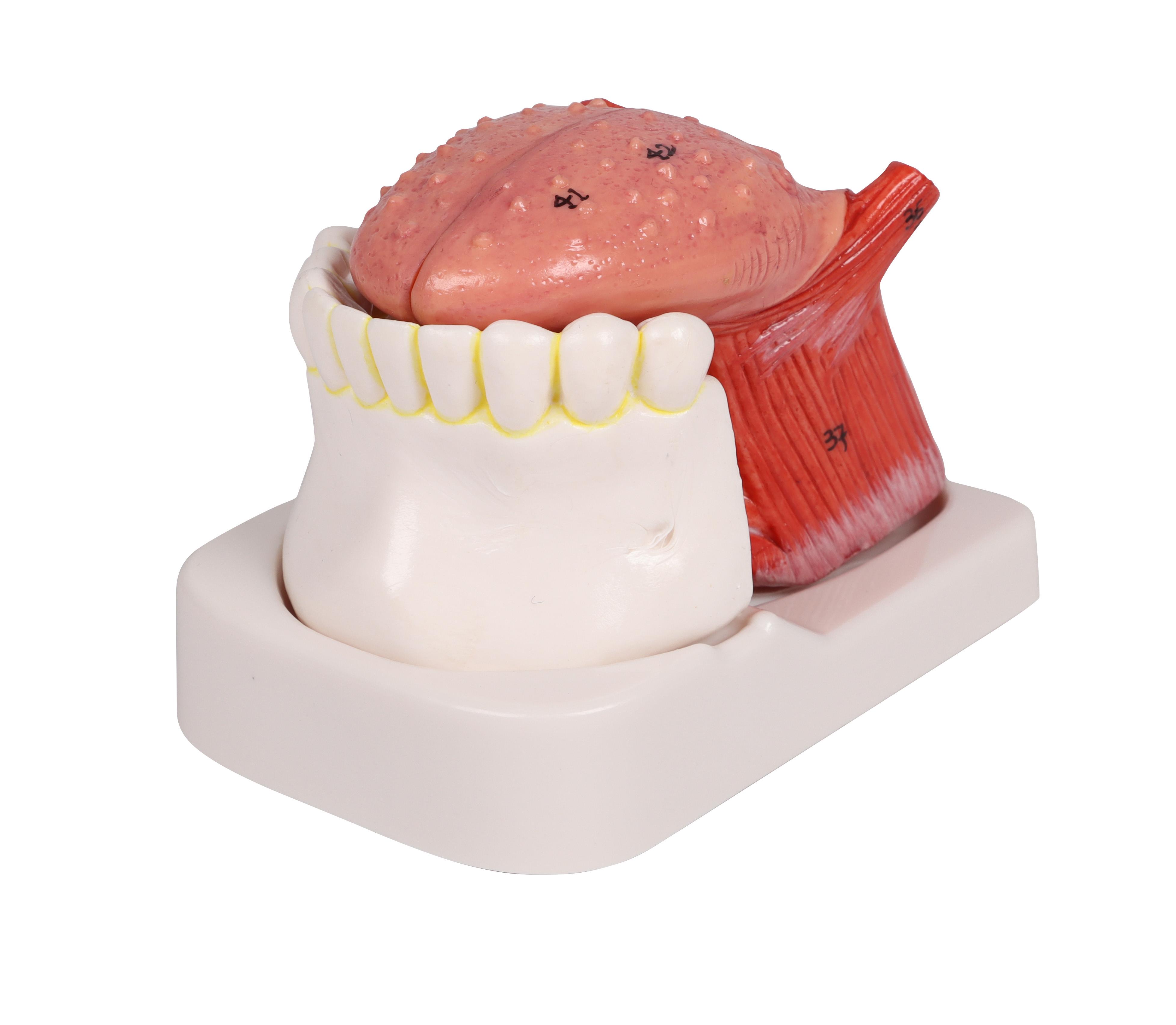 Zungen-und-Zahnmodell-lebensgroß-4-teilig