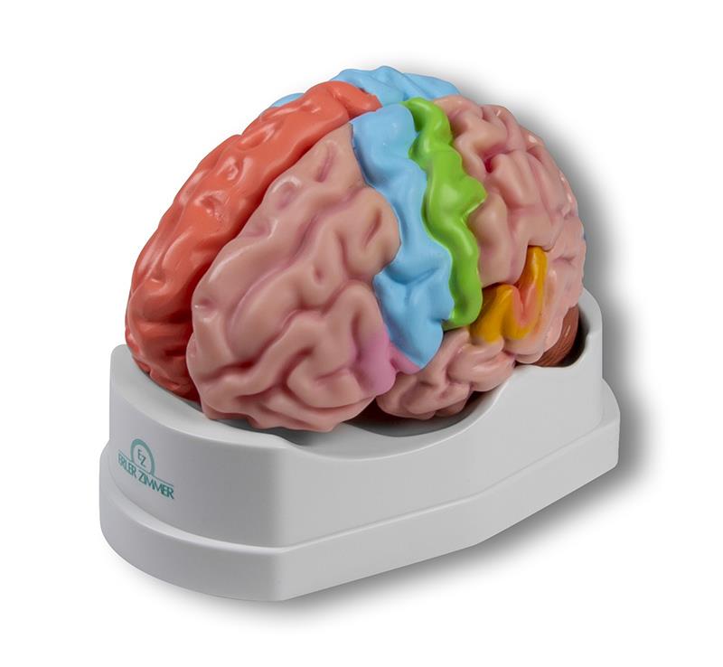 Modèle du cerveau, 5 parties de grandeur naturelle avec régions et fonctions - EZ Augmented Anatomy