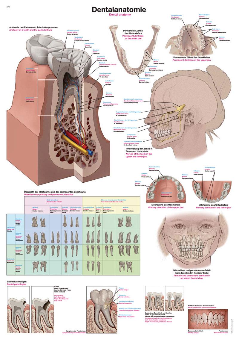 Chart Dental anatomy, 70x100cm