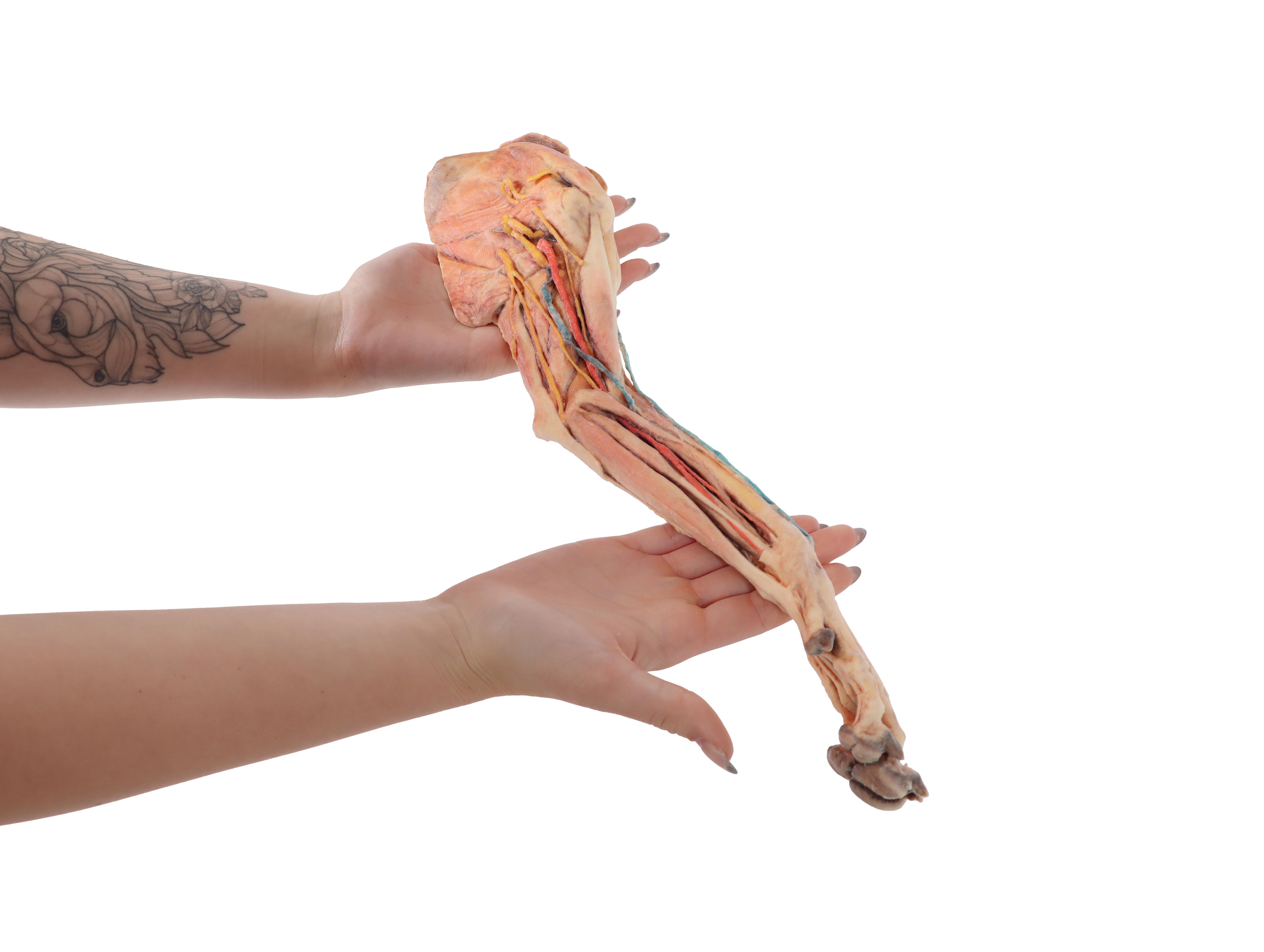 Dog-forelimb---muscles,-tendons,-ligaments,-vessels-and-nerves-distal-to-the-elbow-6