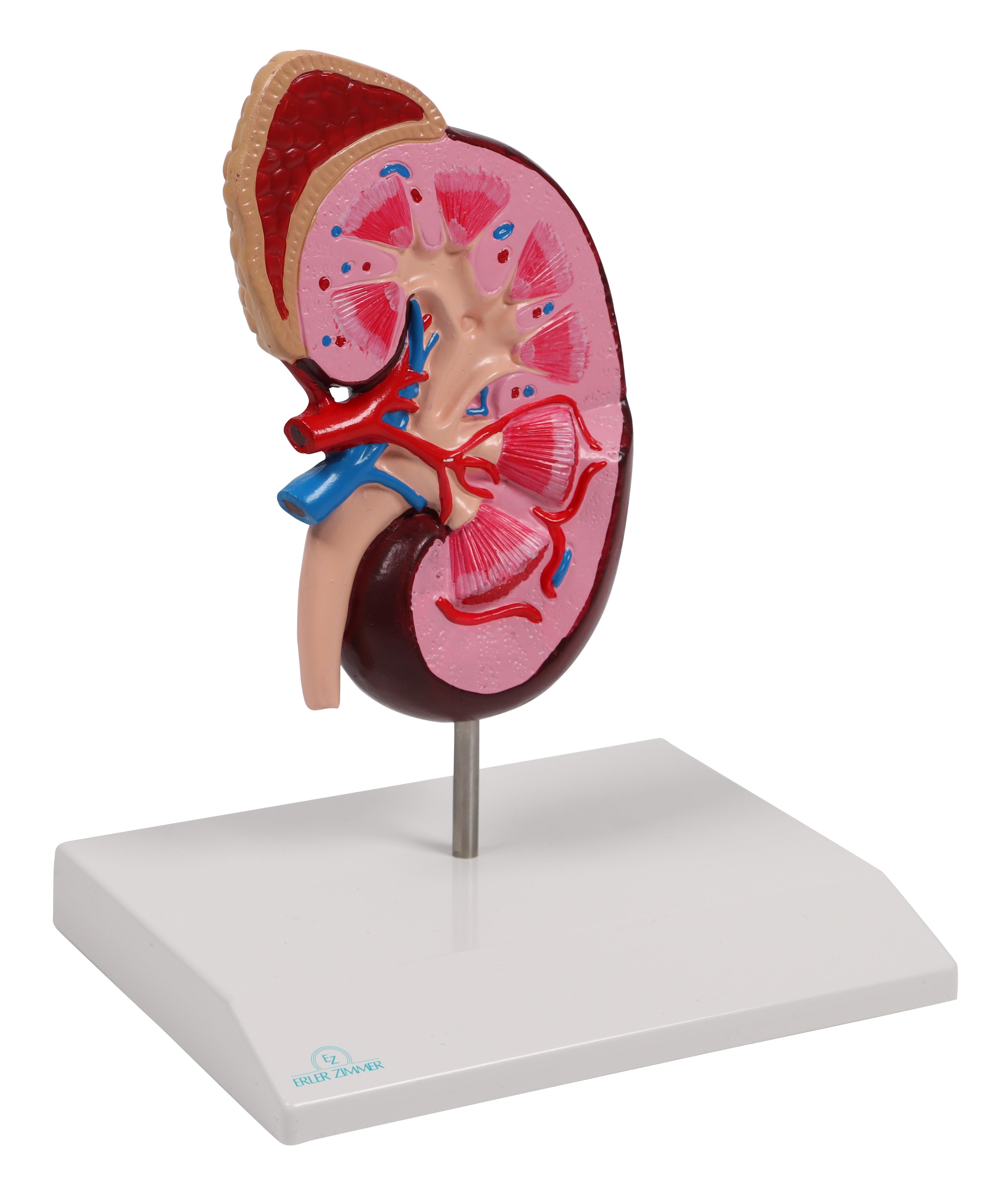 Nierenmodell-2-fache-Größe-EZ-Augmented-Anatomy-1