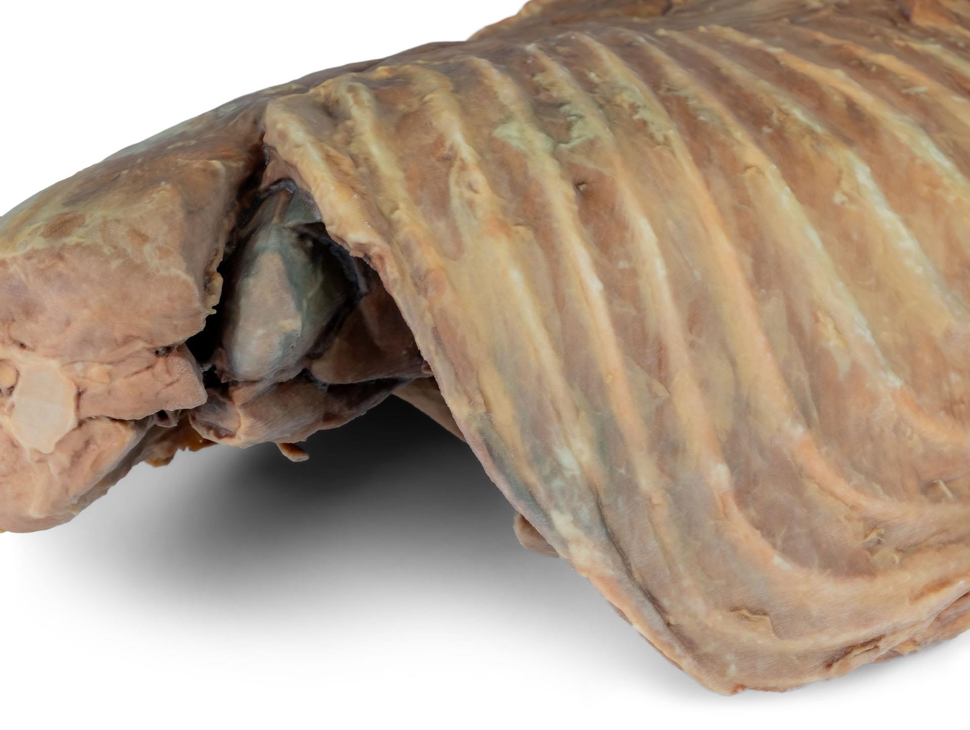 Canine-thoracic-cavity-left-side-9