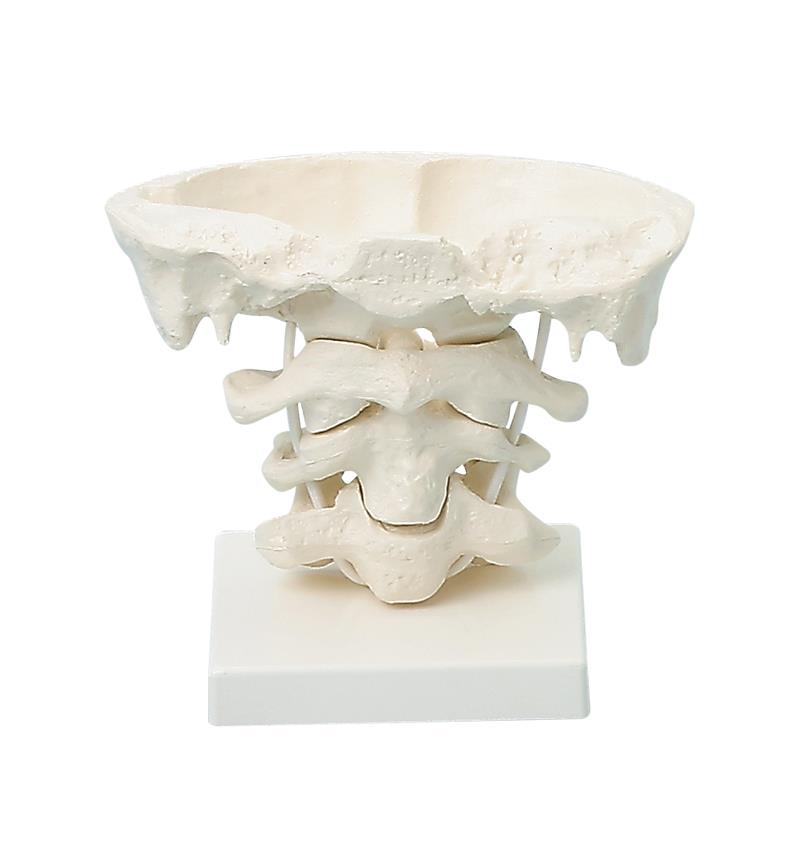 Head articulations, 2 x enlargement with stand