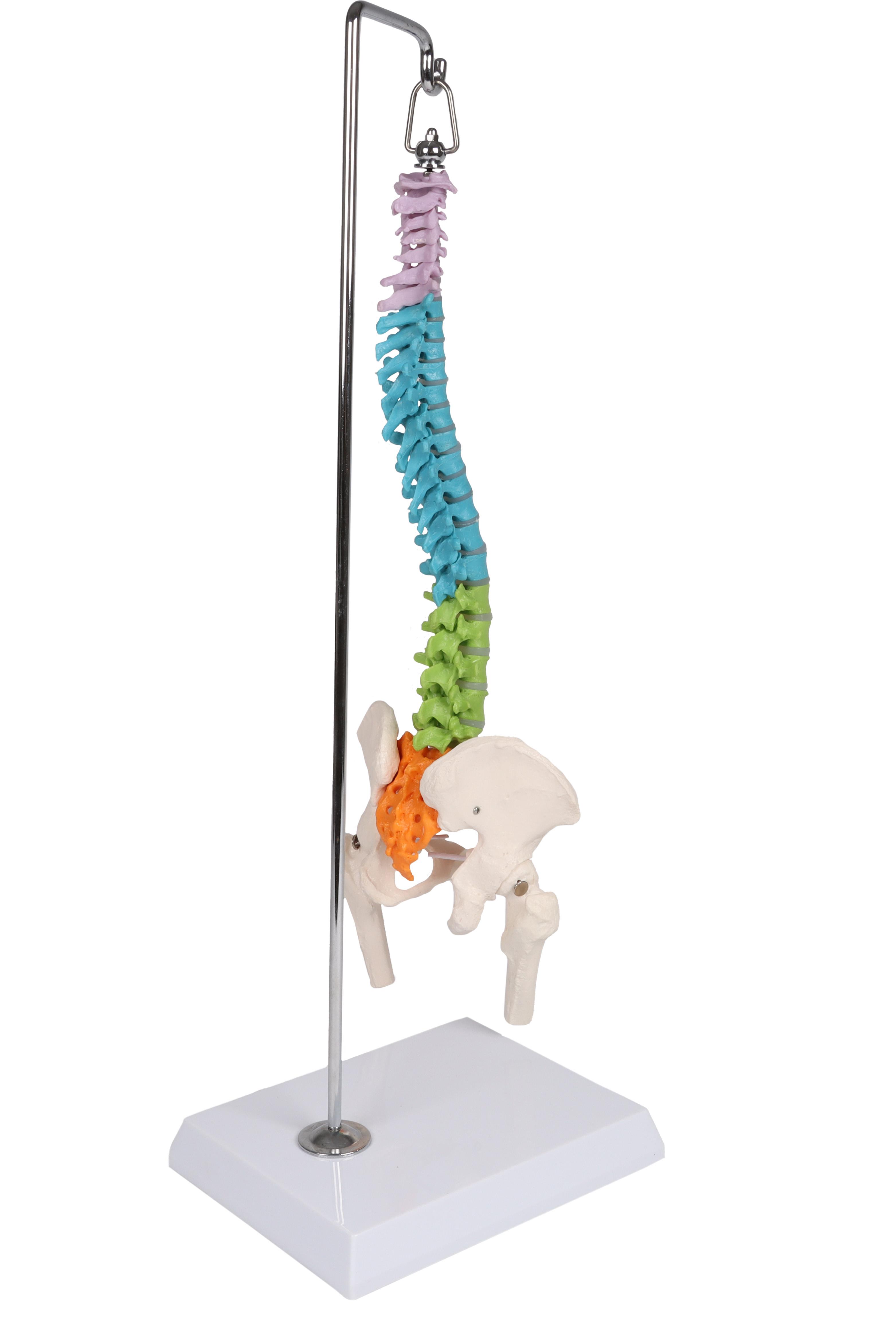 Colonne-vertébrale-miniature-flexible-didactique-2