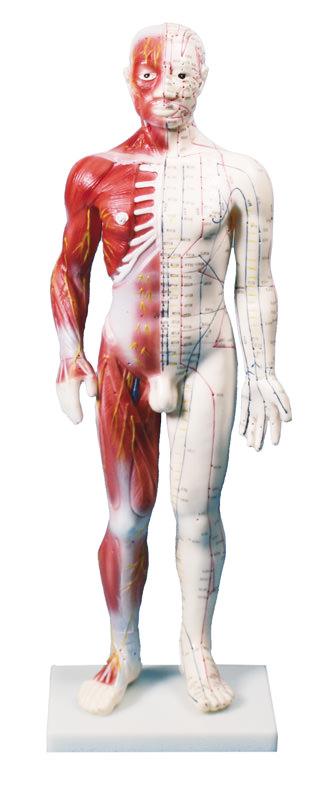 Chinese acupunture figure, male, 60 cm