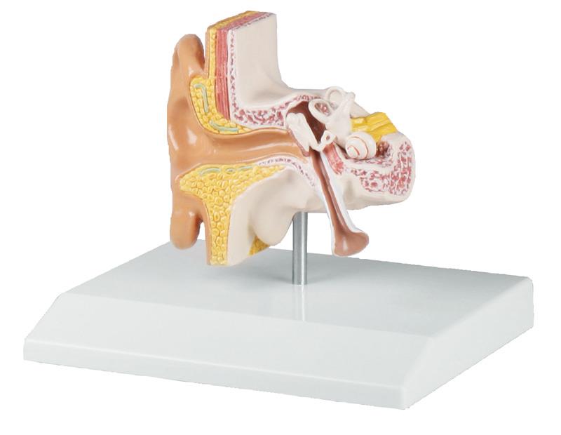 Modèle d'oreille, grossi 1,5 fois - EZ Augmented Anatomy