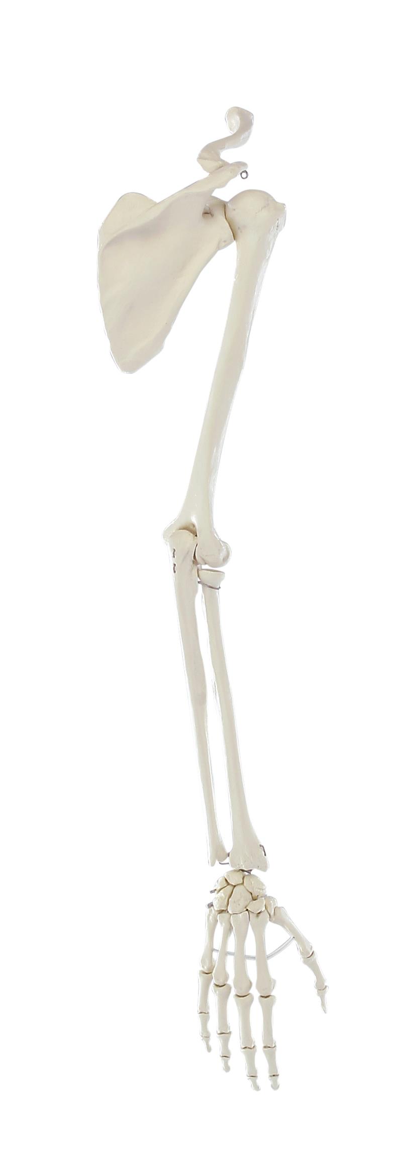Squelette de la main avec ceinture scapulaire