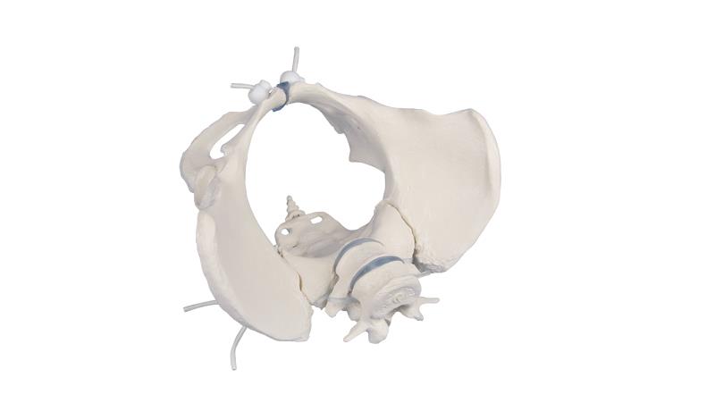 Female pelvis with 2 lumbar vertebrae, flexible mounted