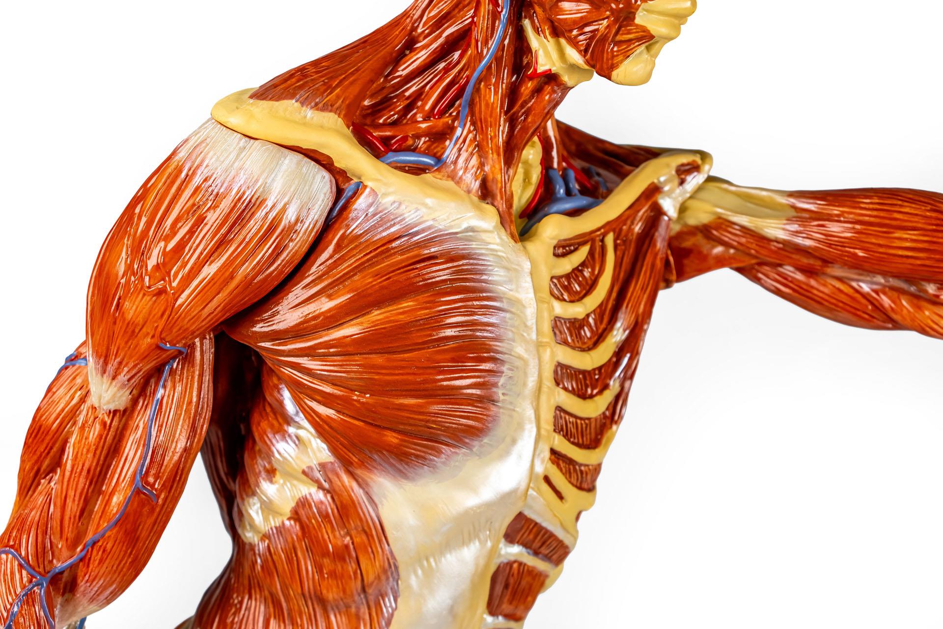 Muscular-figure-1-3-natural-size-6