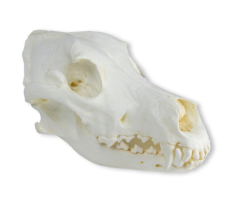 Skull, Domestic dog, great dane (Canis familiaris)