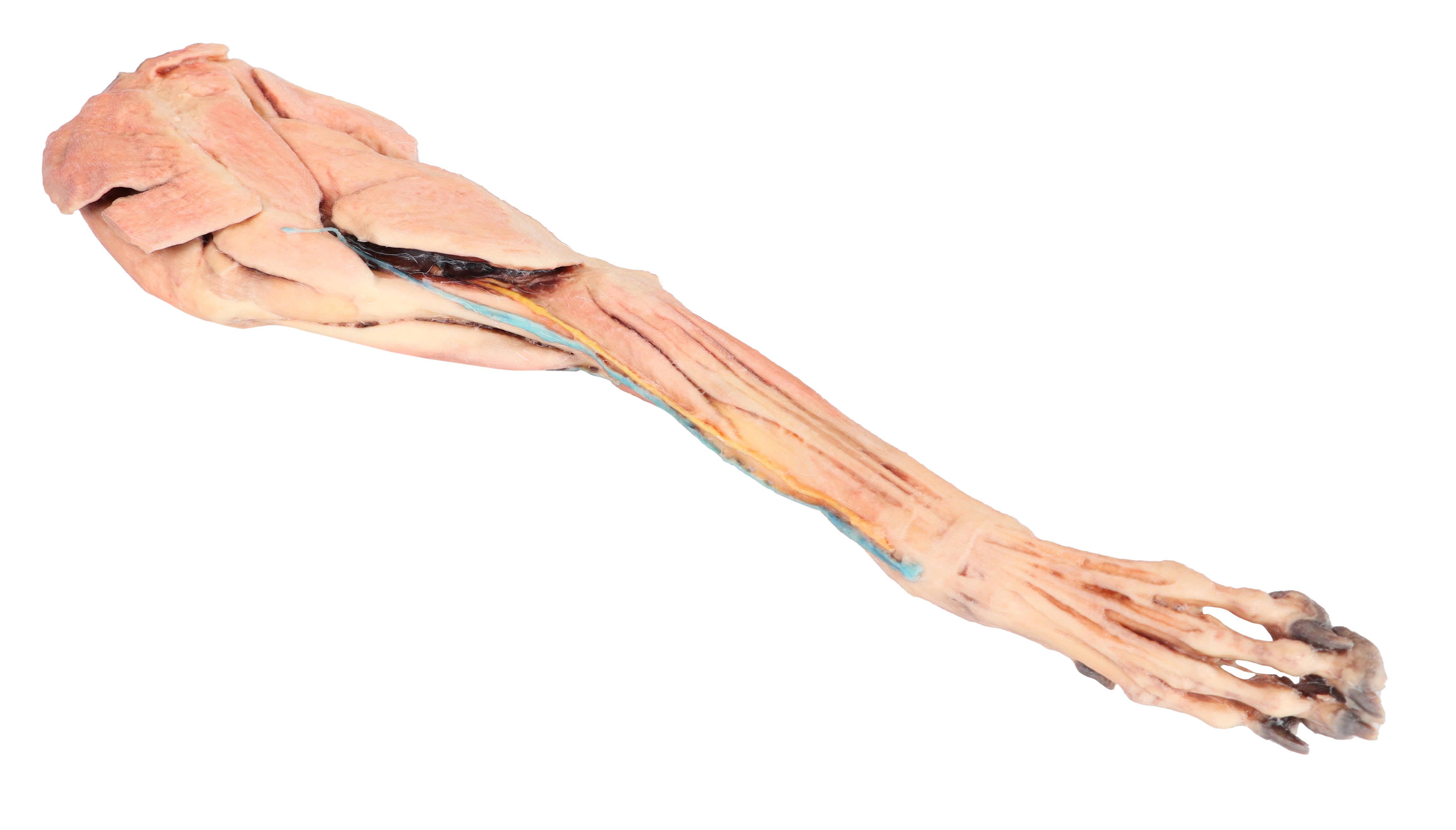 Dog-forelimb---muscles,-tendons,-ligaments,-vessels-and-nerves-distal-to-the-elbow-2