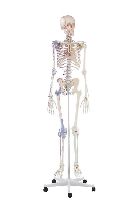 Squelette „Bert“, marquage des muscles, ligaments