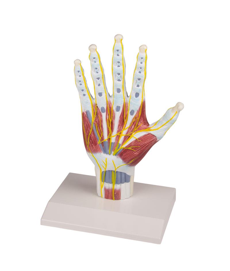 Hand anatomy structure model