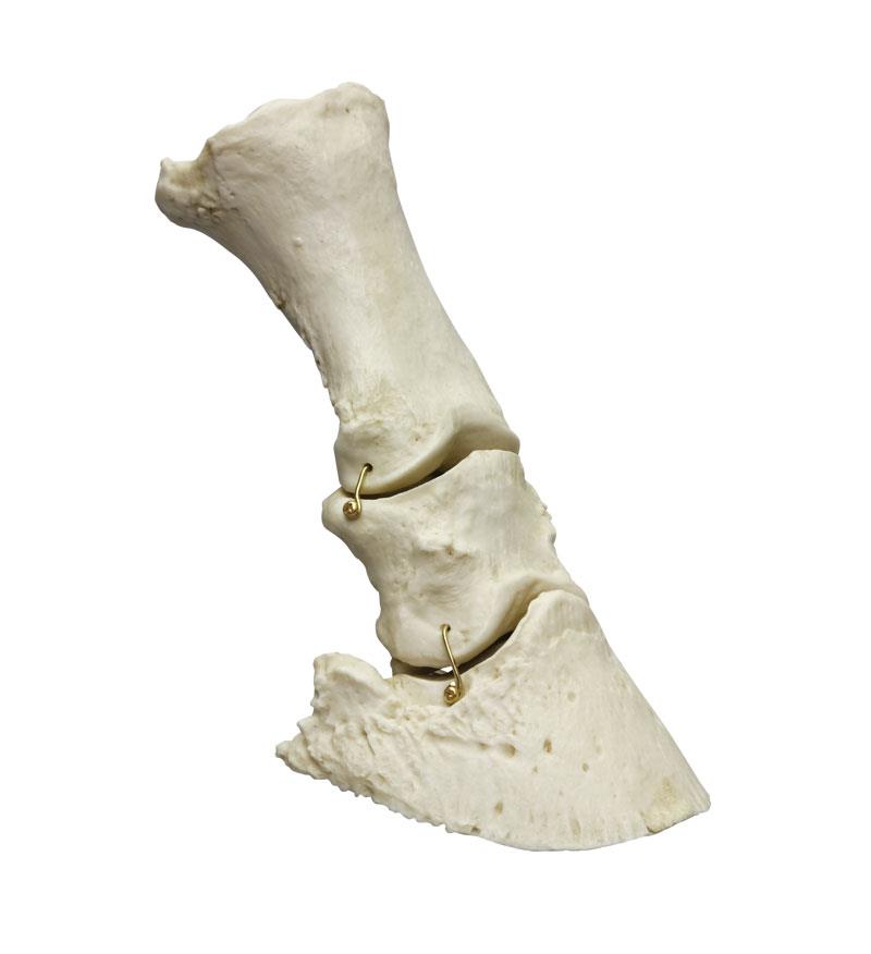 Horse foot, flexible