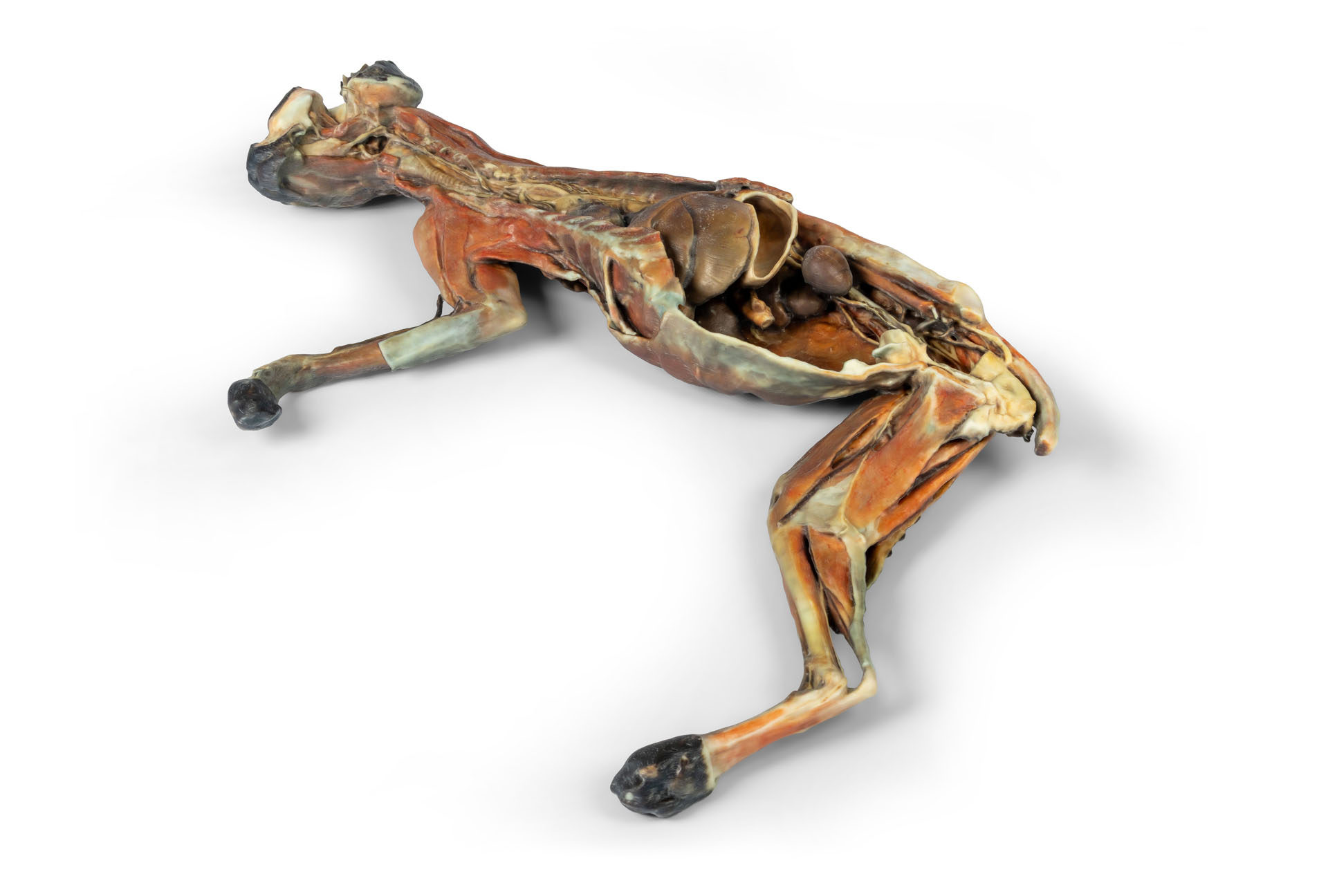 Cat Specimen (whole body)