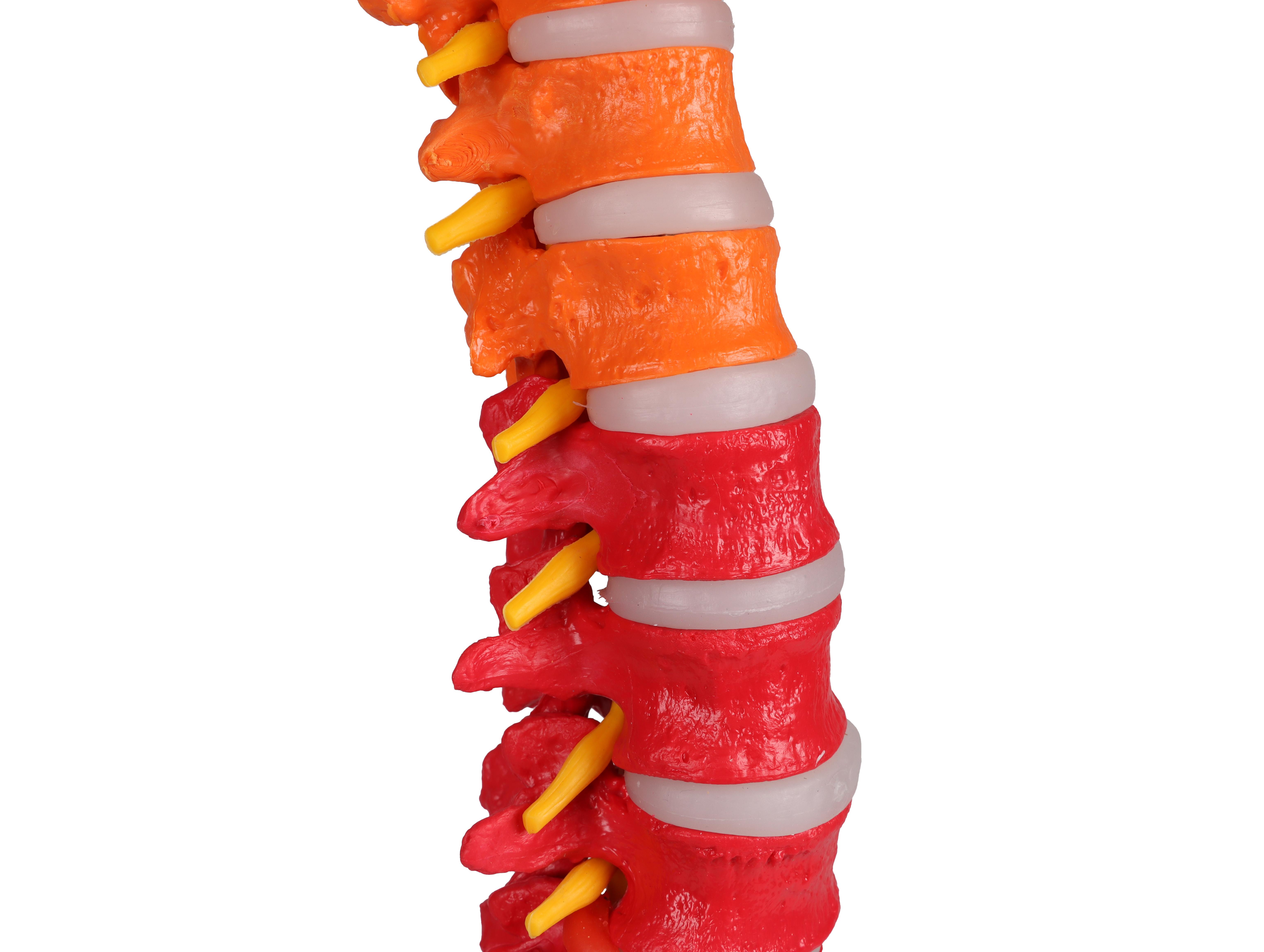 Flexible-vertebral-column-didactic-4
