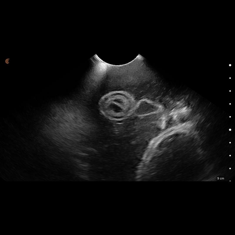 Lillie-Canine-Ultrasound-Phantom-Training-Kit-14