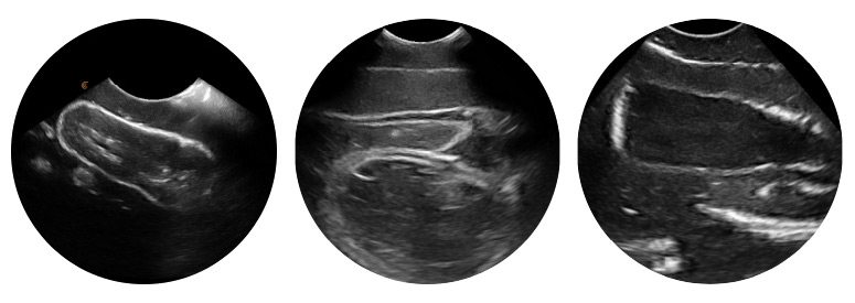 VET4850 Lillie Canine Ultrasound Phantom Training Kit Position 3