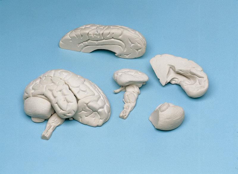 Soft Brain, 8 parts