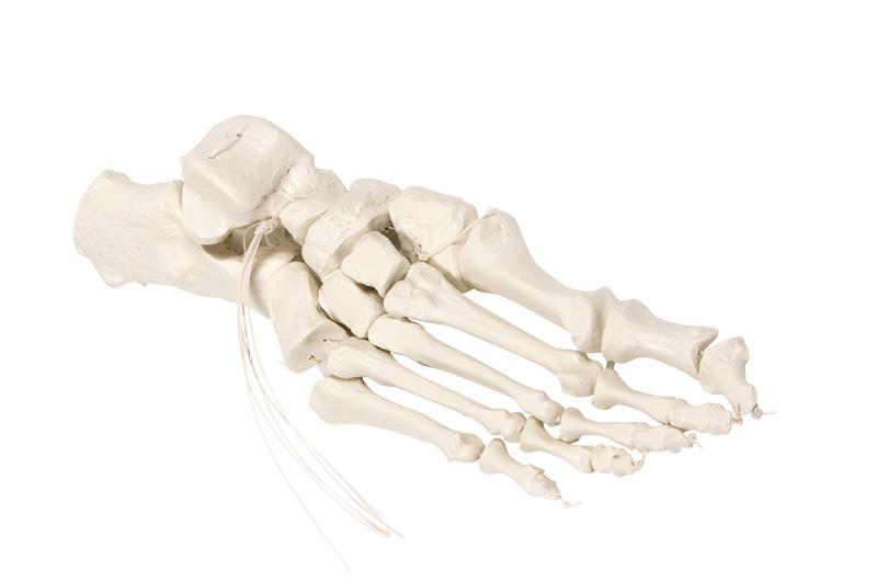 Foot skeleton on Nylon