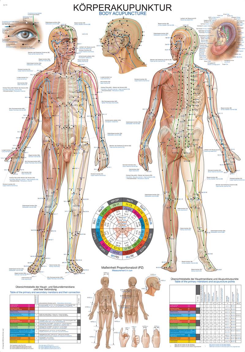 Chart Body acupuncture, 50x70cm