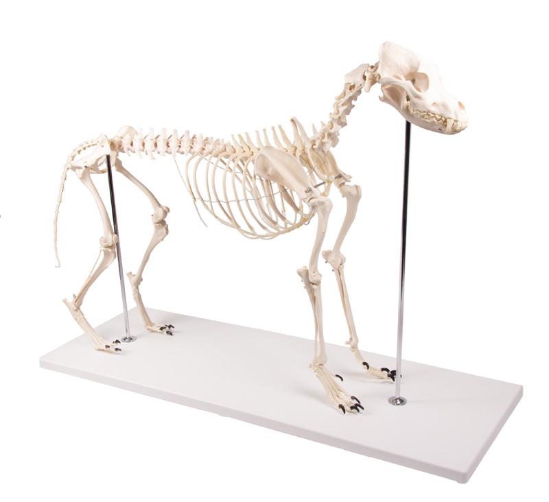 Dog Skeleton "Olaf", life size