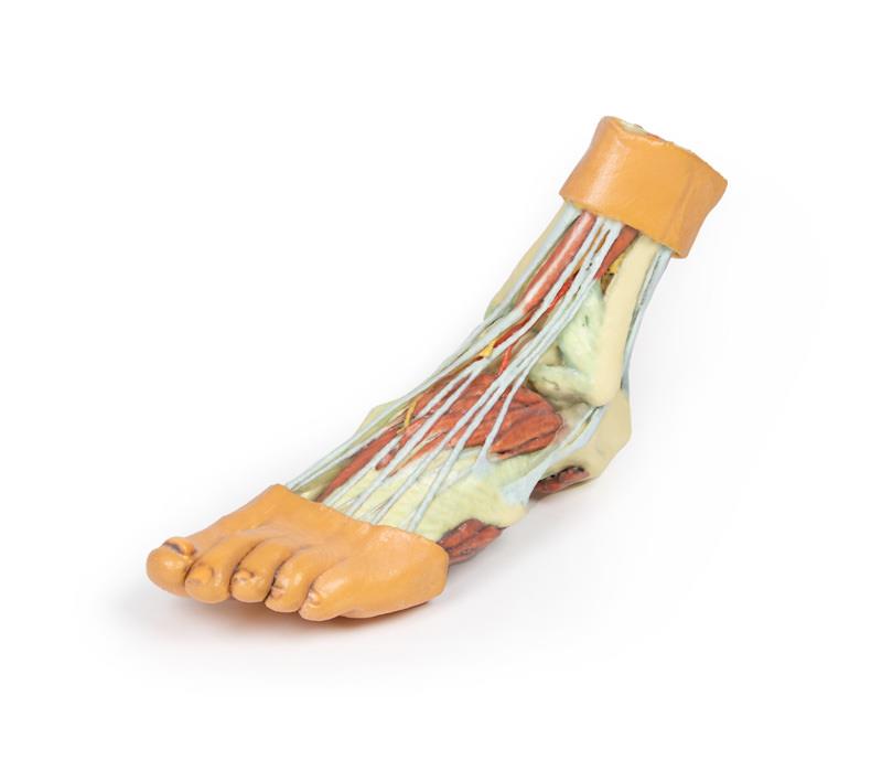 Foot - Structures of the plantar surface