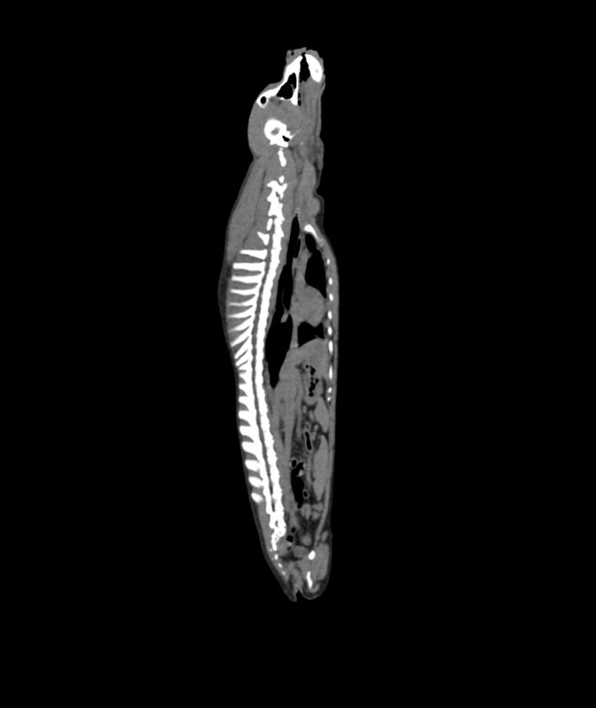 Dog-phantom-for-CT-and-X-ray-2