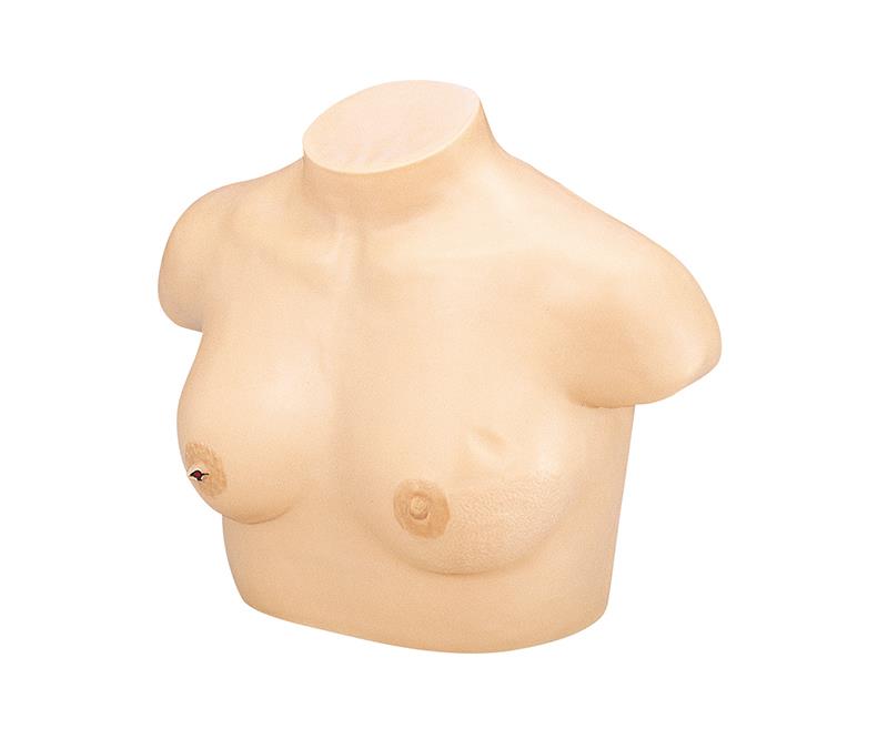 Breast cancer palpation model