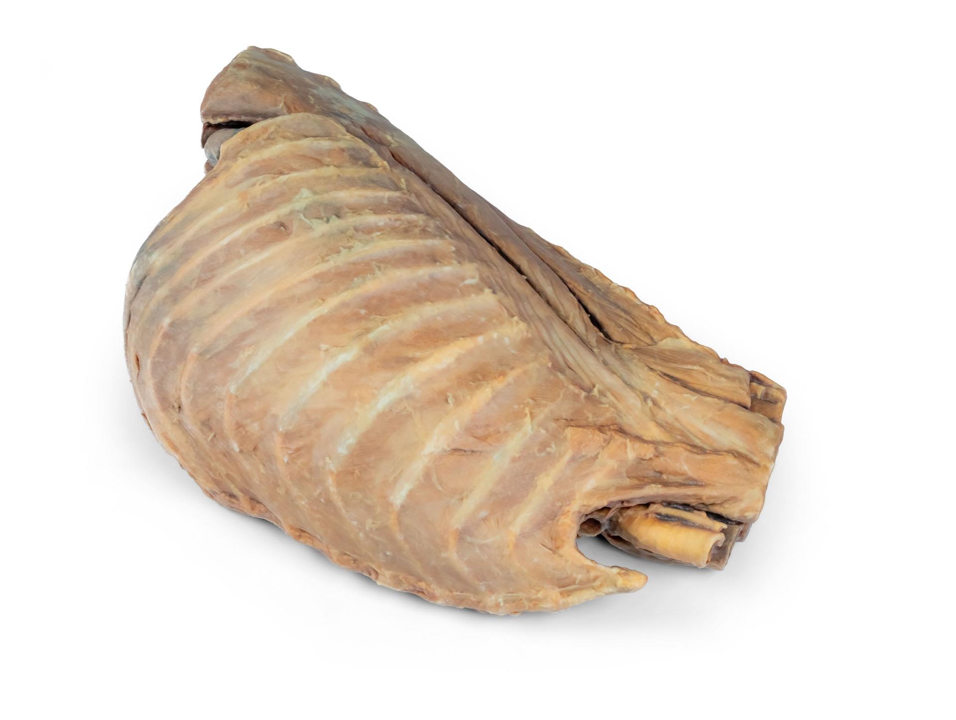 Canine-thoracic-cavity-left-side-8