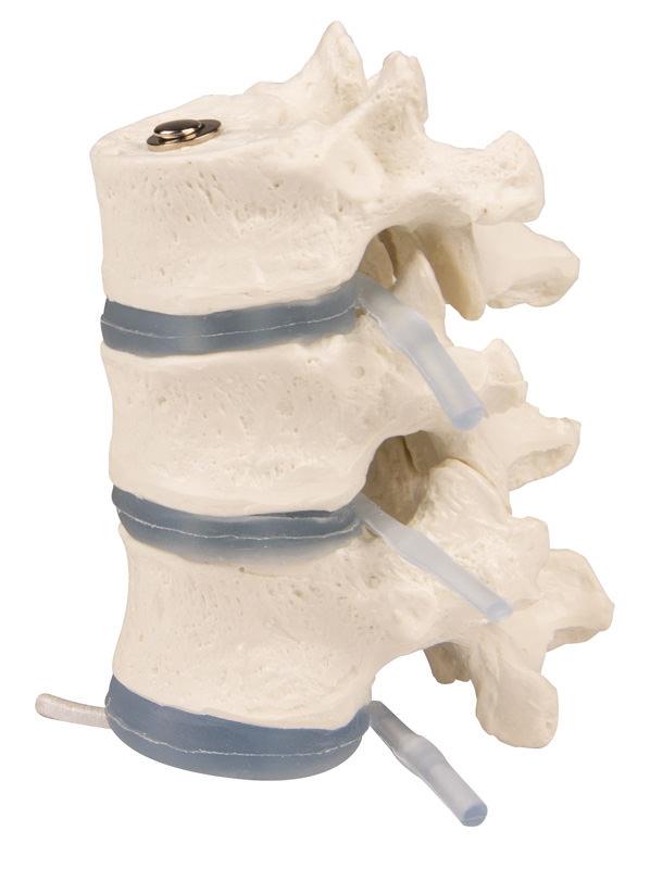 3 thoracic vertebrae