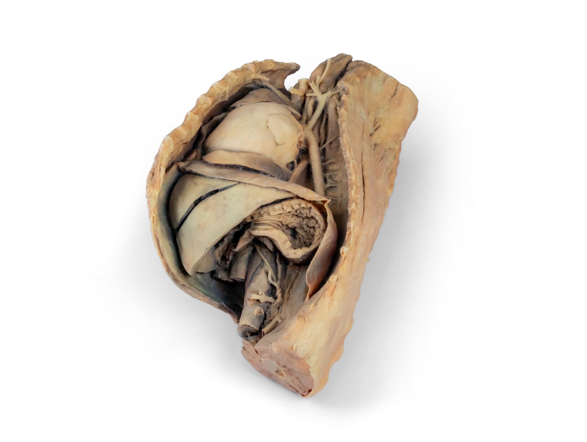 Canine-thoracic-cavity-left-side-2