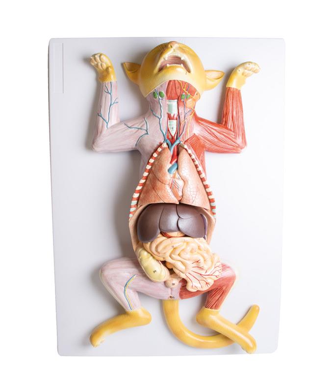 Pregnant Cat Dissection Model