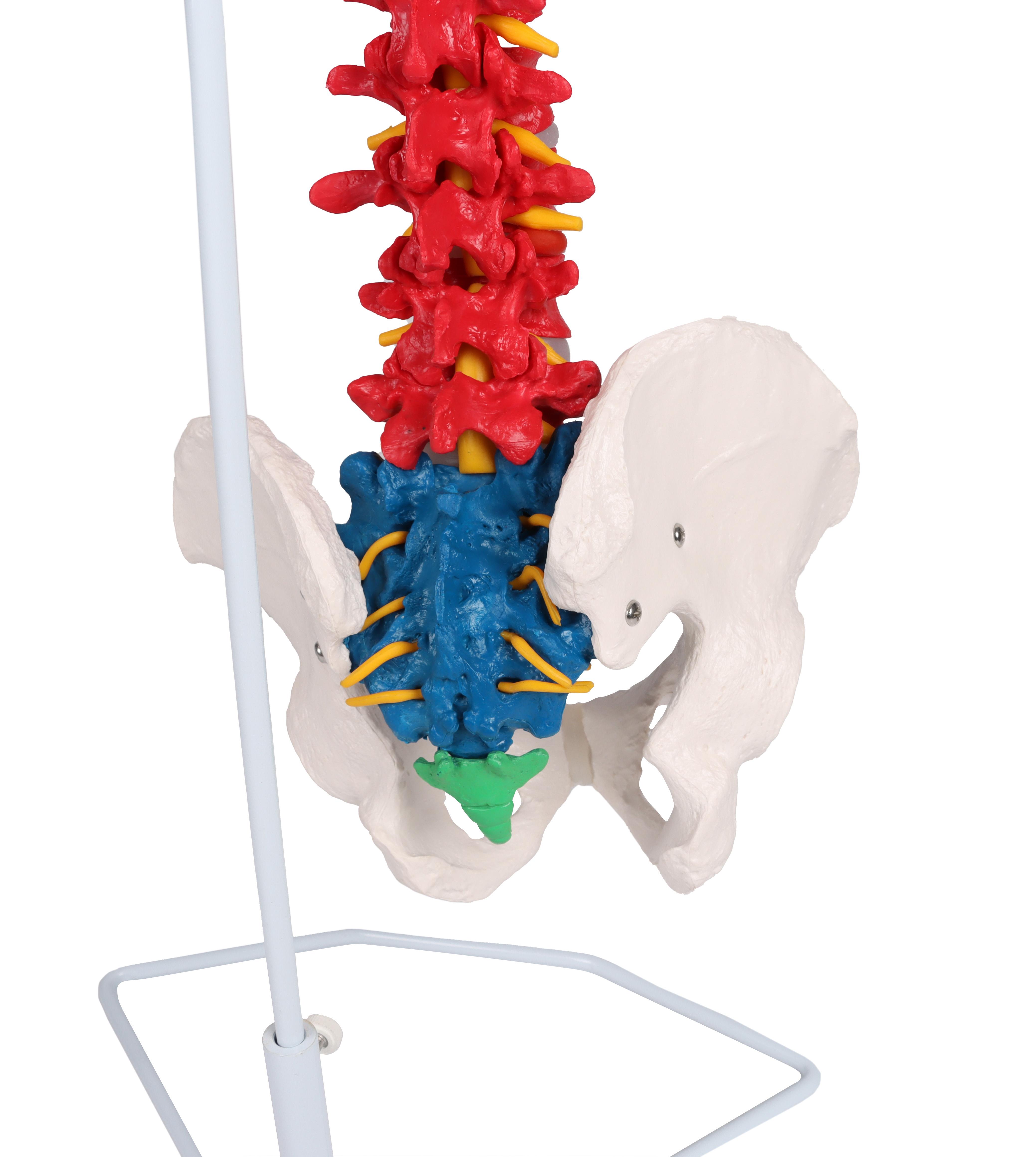 Flexible-vertebral-column-didactic-3
