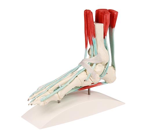 Squelette du pied avec ligaments