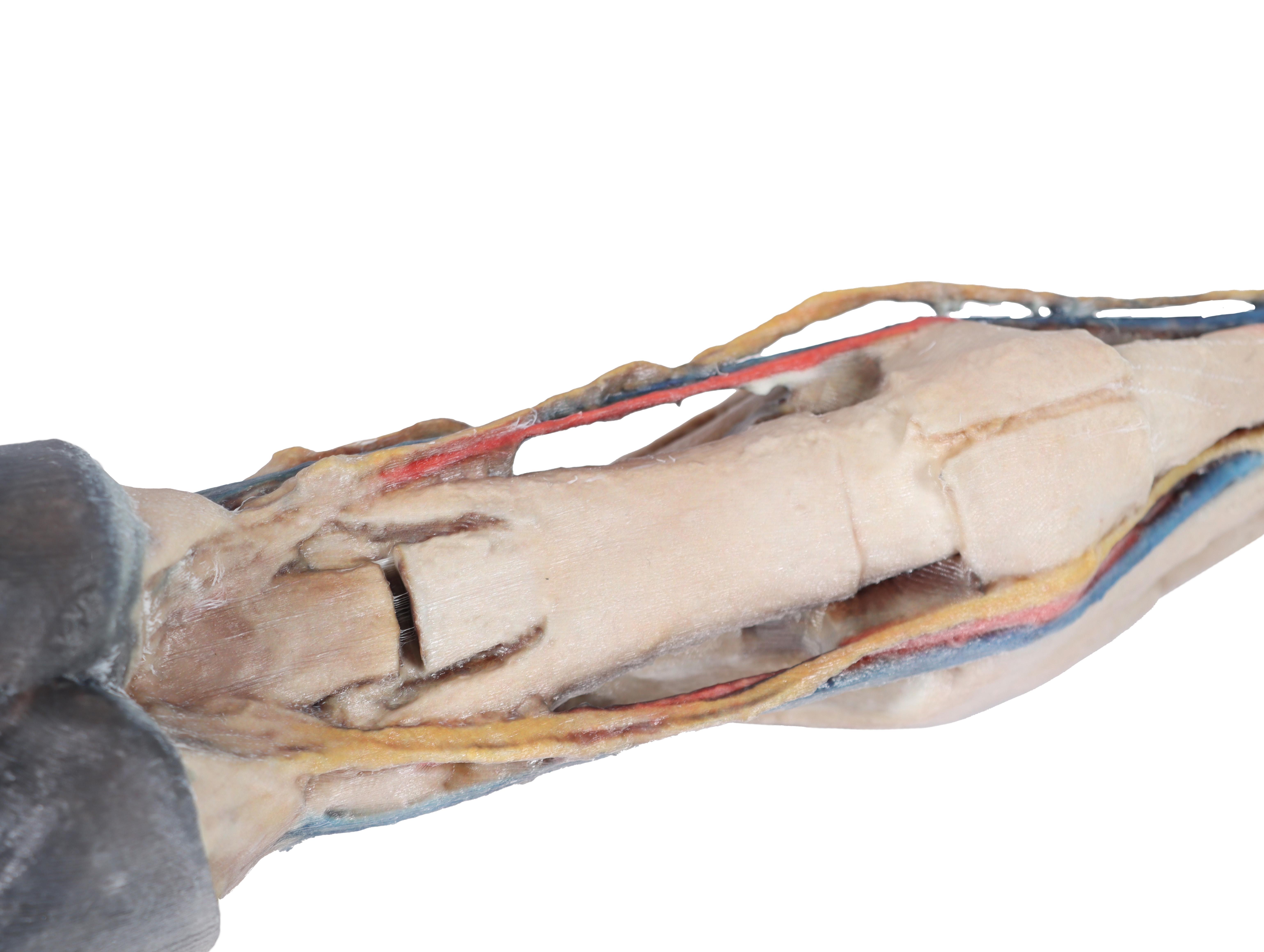 Horse-foot---tendons,-ligaments,-vessels-and-nerves-3