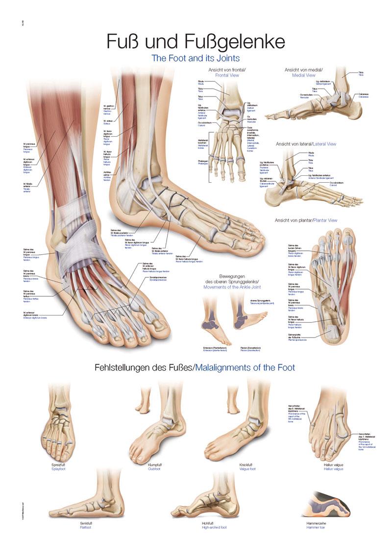 Le pied et les articulations du pied, 70x100cm