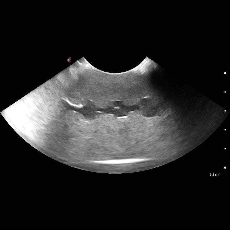 Lillie-Canine-Ultrasound-Phantom-Training-Kit-13