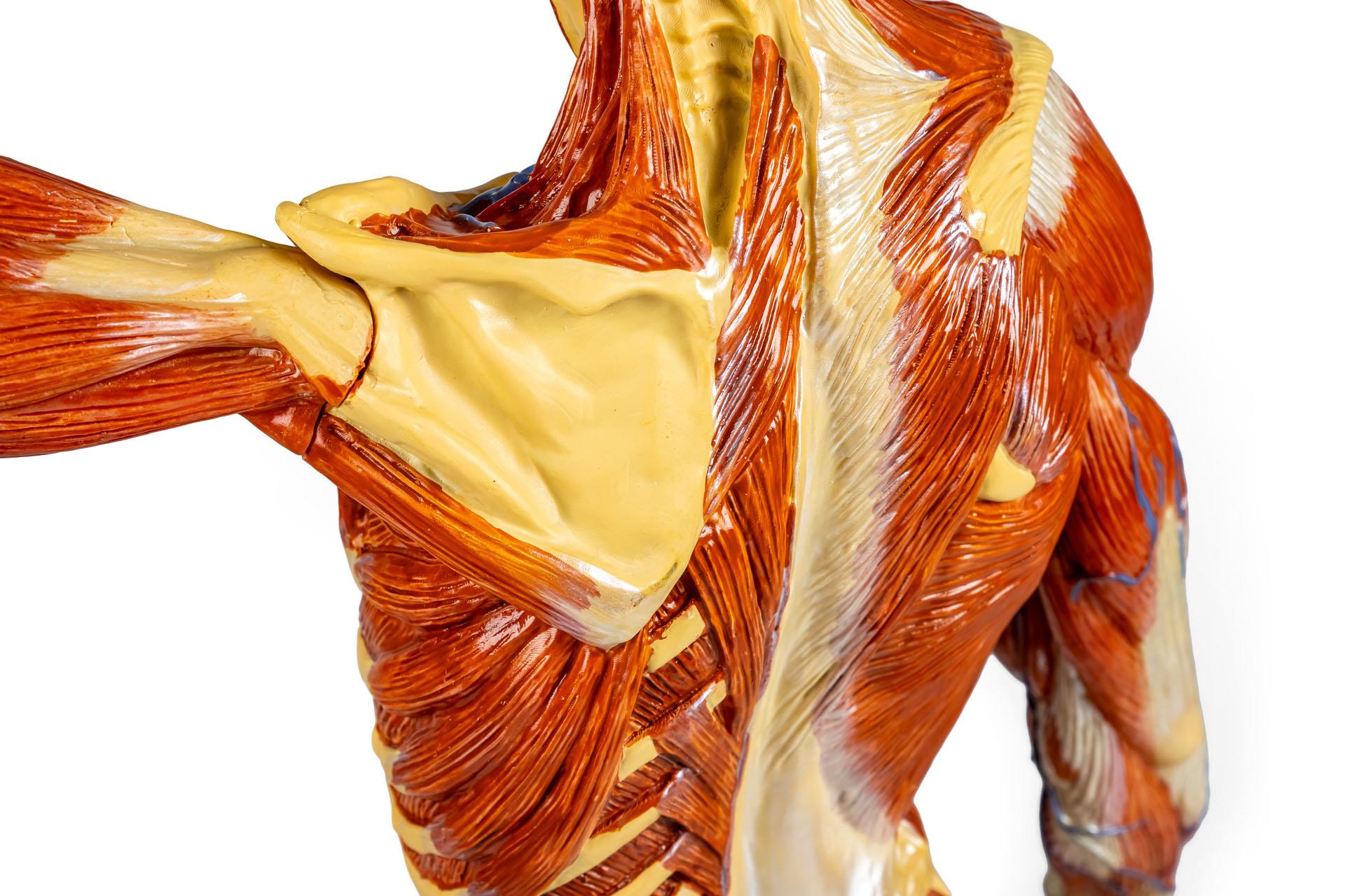 Muscular-figure-1-3-natural-size-9
