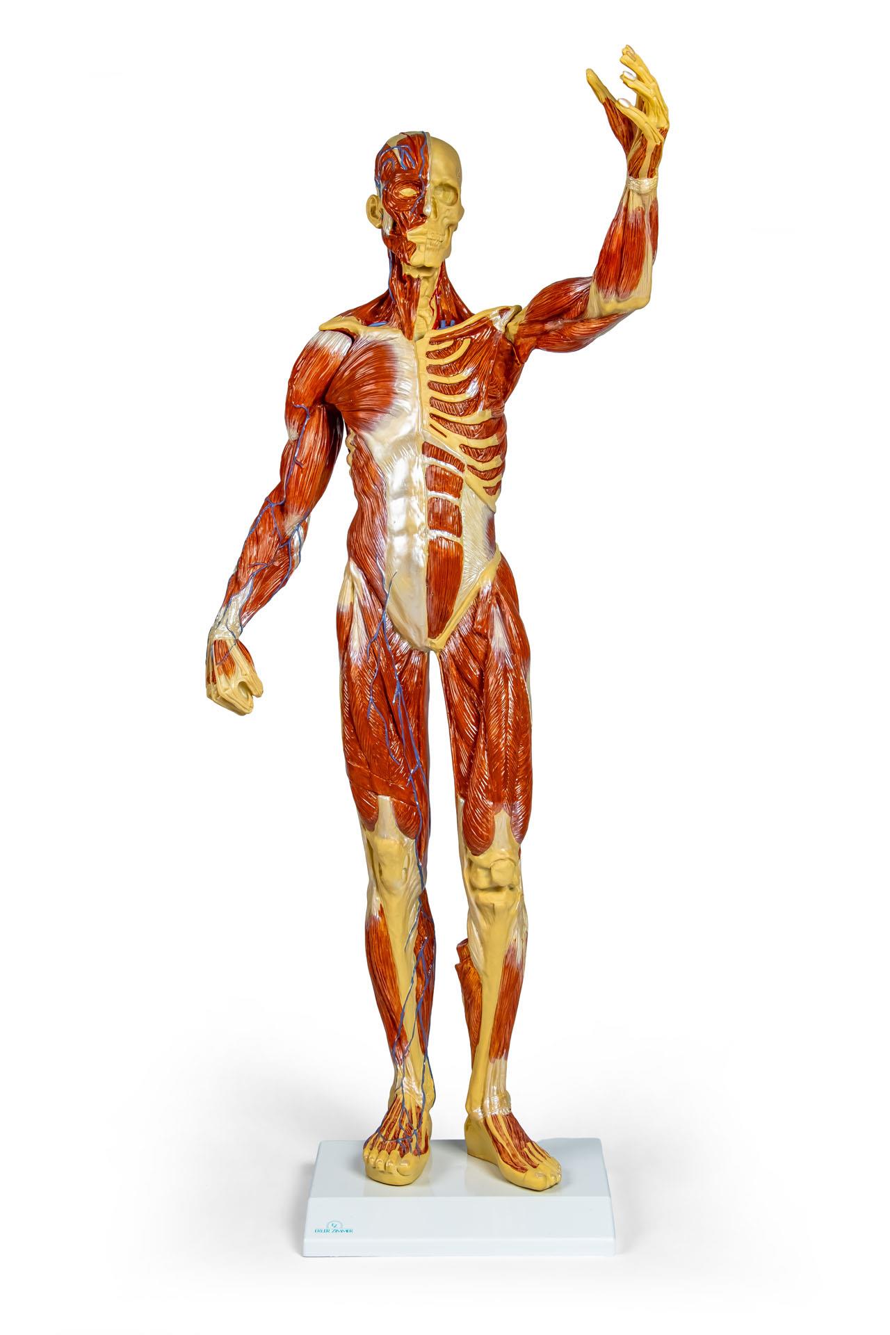 Muscular-figure-1-3-natural-size