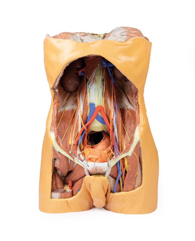 Posterior Abdominal wall