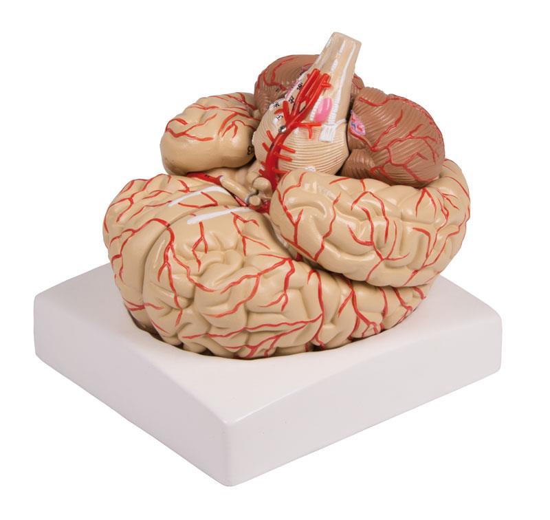 Brain model, 9-part with arteries